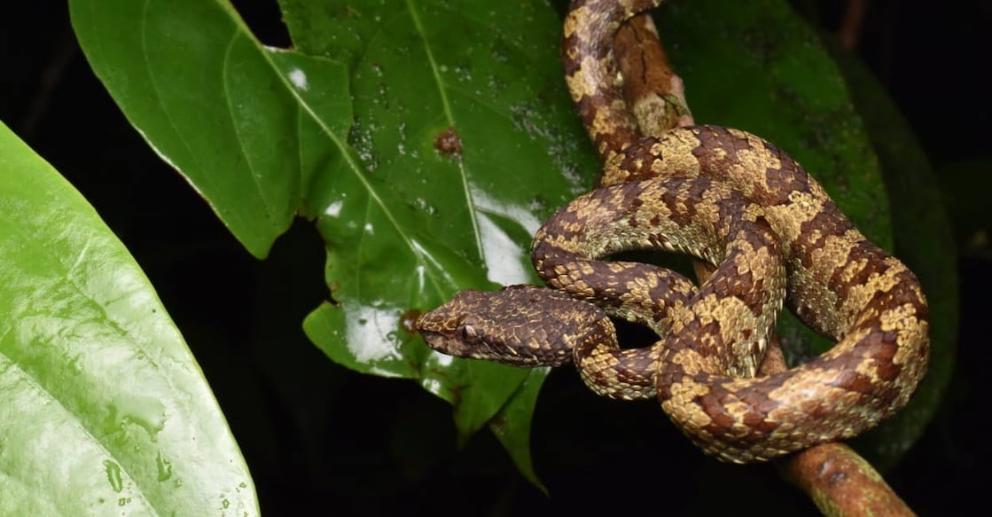 Malabar pitviper. Photo: Special Arrangement. 