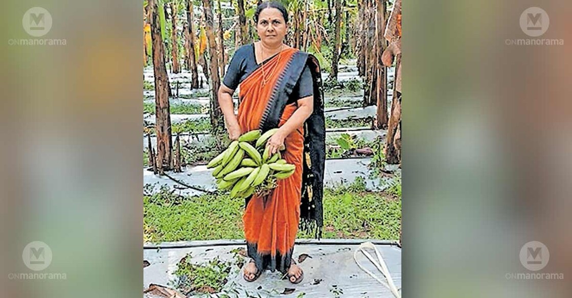M Sheeba in her farmland. Photo: Special arrangement