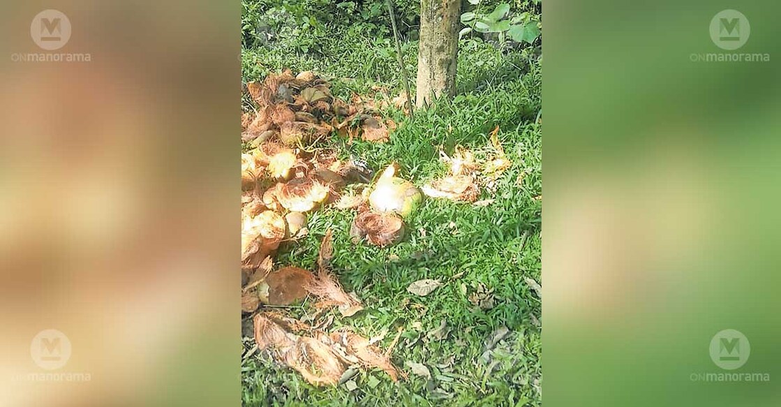 The husks of coconuts stolen from a farm at Kolarattukunnu in Pulpally Panchayat, lying abandoned. Photo: Special arrangement