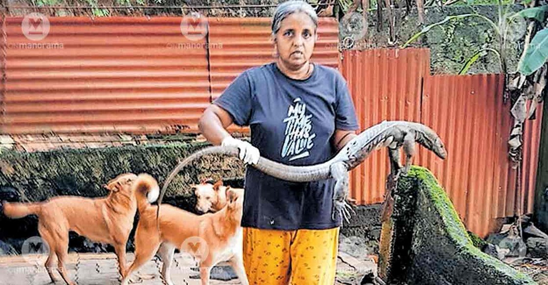 monitor-lizard-rescue