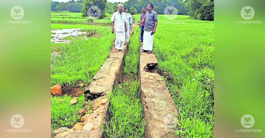 venneervila-paddy-field