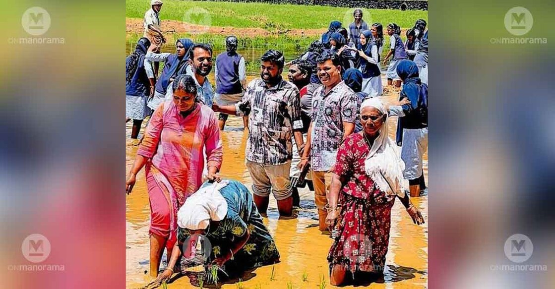 Farmers and students join hands at the paddy planting festival organised by the Pallickal Polder Committee in Puthoor. Photo: Special arrangement