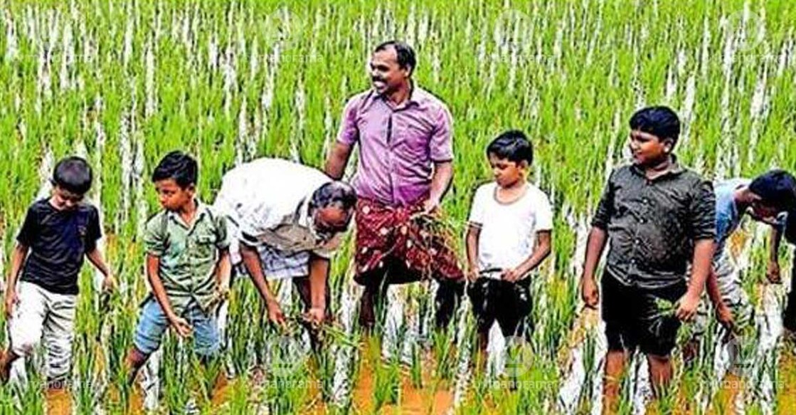 Somaraj Palakkal, teacher at Olakara Government LP School, planting paddy saplings in a field along with his students. Photo: Special arrangement