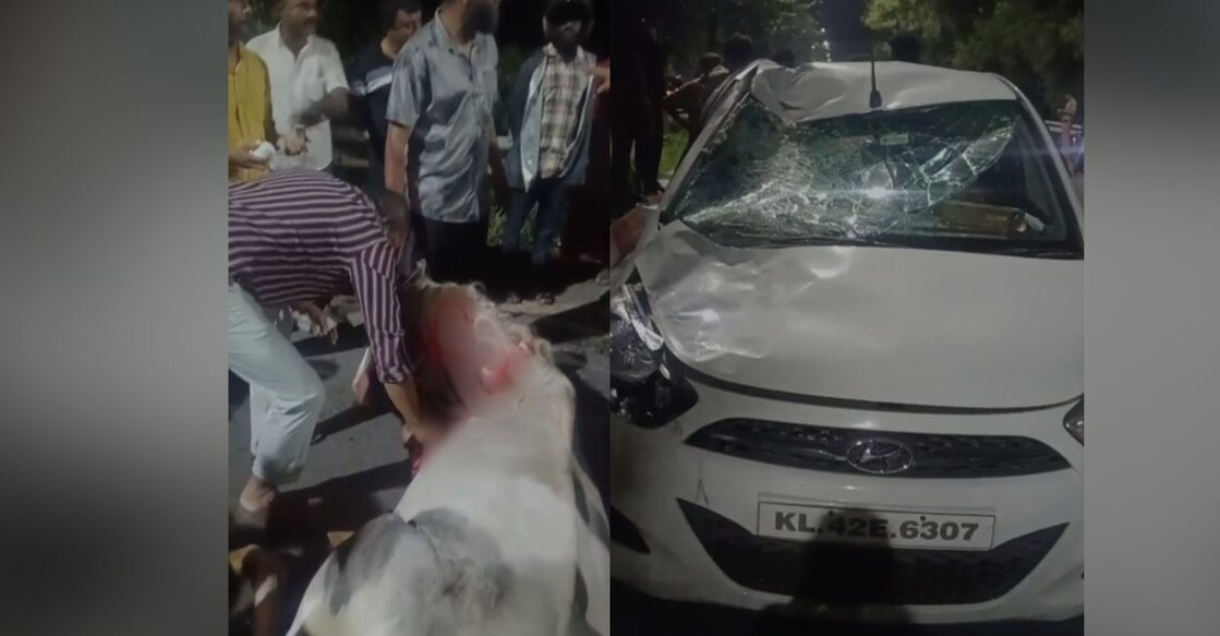 The injured horse (left) after colliding with a car. Photo: Special Arrangement