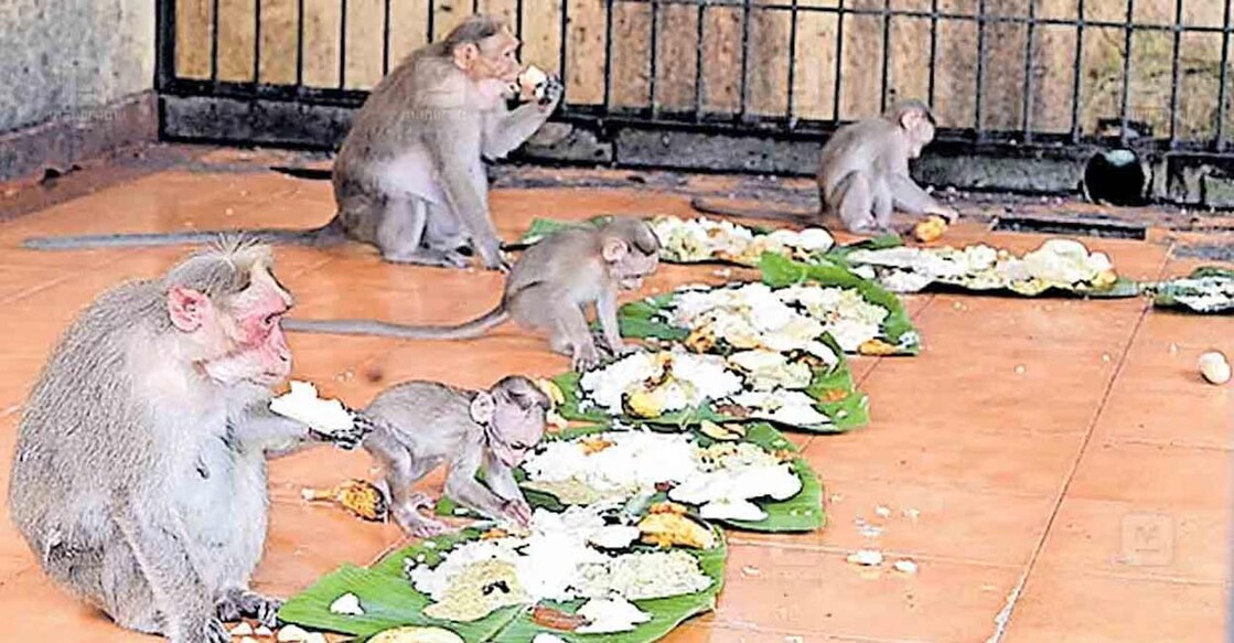 Monkeys at Sasthamkotta Sree Dharma Sastha Temple relishing their Onam feast. Photo: Special arrangement