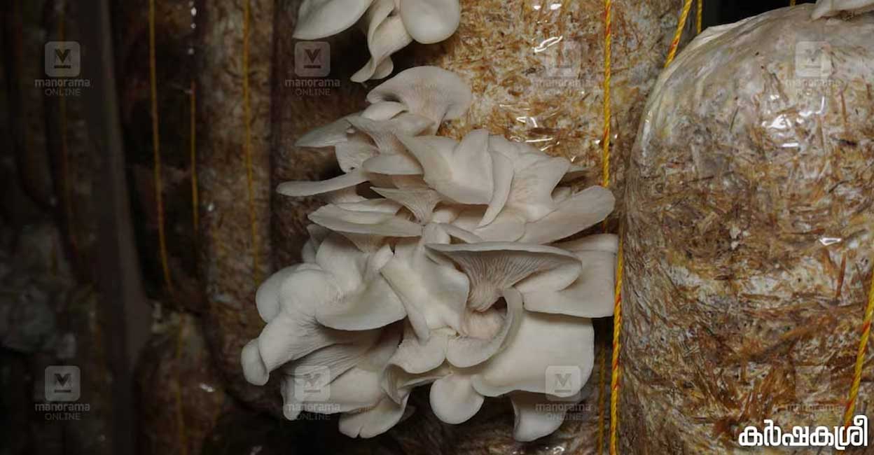 Pickle to samosa, mushroom products from farmers' society in Kottayam is massive hit