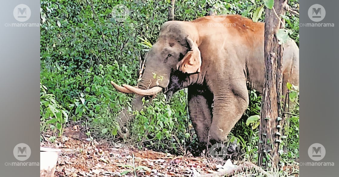 The injured tusker. Photo: Manorama