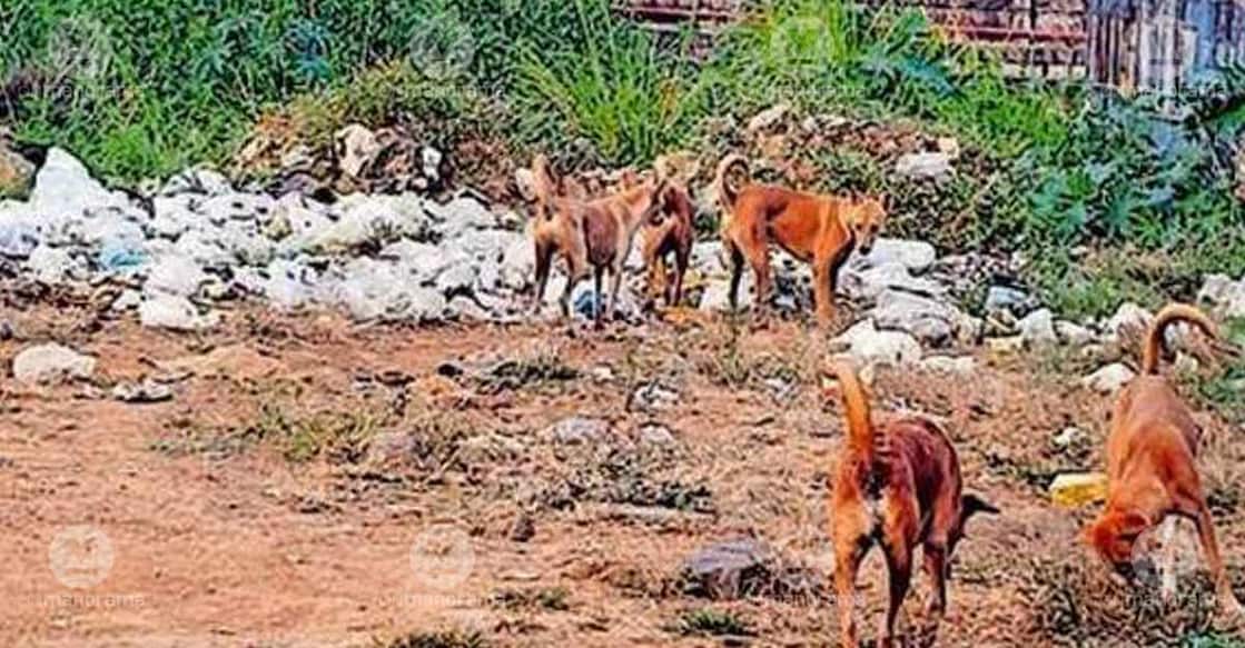 Stray dogs gathered near heaps of waste dumped along Kommanthara Road near the Vadakkencherry bus stand. Photo: Special arrangement