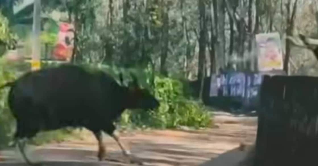 Wild gaur entering a residential area in Udumbannoor. Photo: Special Arrangement
