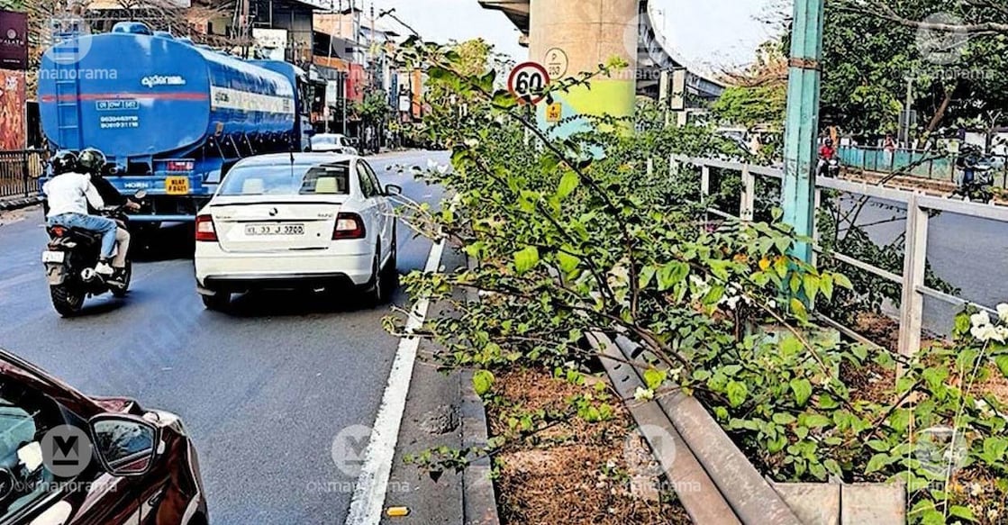 Bougainvillea plants planted by the Metro on the national highway median in Kalamassery have grown onto the road, posing a threat to commuters. Photo: Manorama.