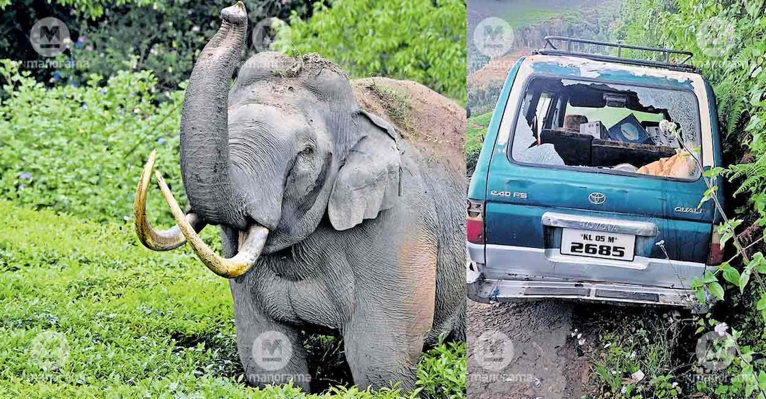 padayappa-musth-munnar