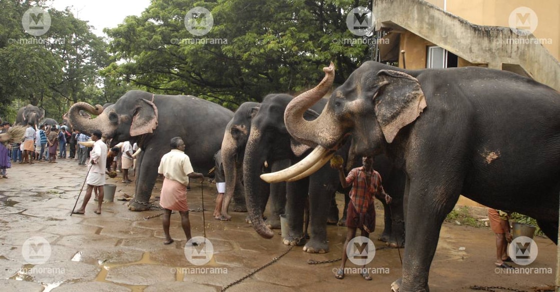 punnathur-elephant-camp