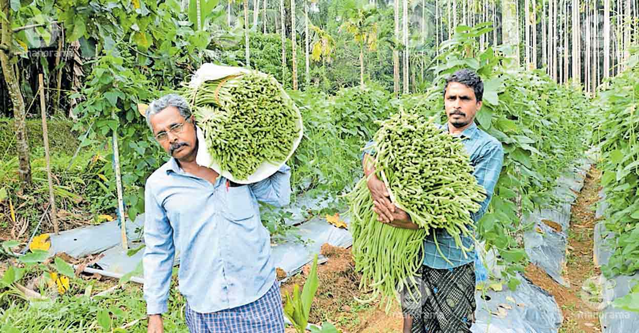 Precision farming brings a rich harvest to this Kozhikode family