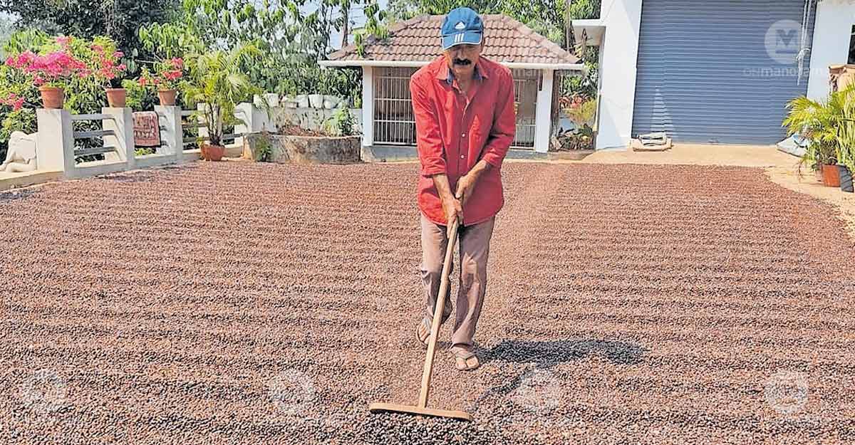 Three decades after deregulation, coffee farmers of Wayanad face market, labour strain