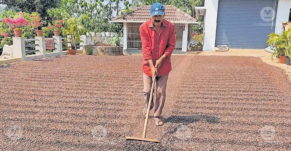 A farmer in Pachilakkadu, Kaniyambetta, spreading coffee in the courtyard to dry. Photo: Special arrangement