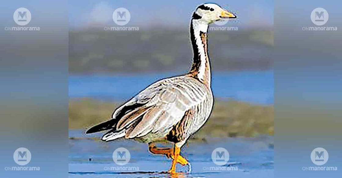 bar-headed-goose
