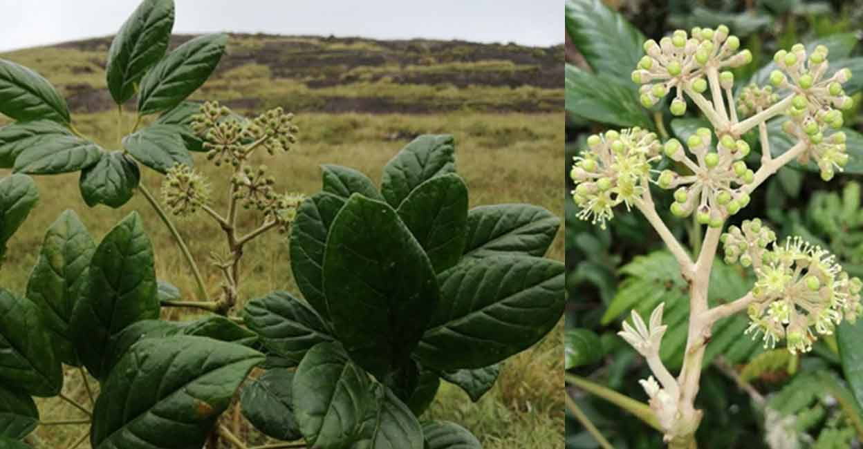 Newly discovered plant in Iravikulam may have exceptional medicinal properties