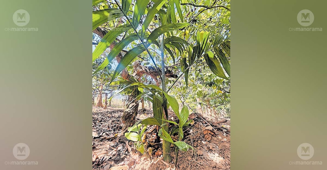 The unusual arecanut sapling that has drawn attention in Kalathuvayal after producing multiple offshoots. Photo: Special arrangement