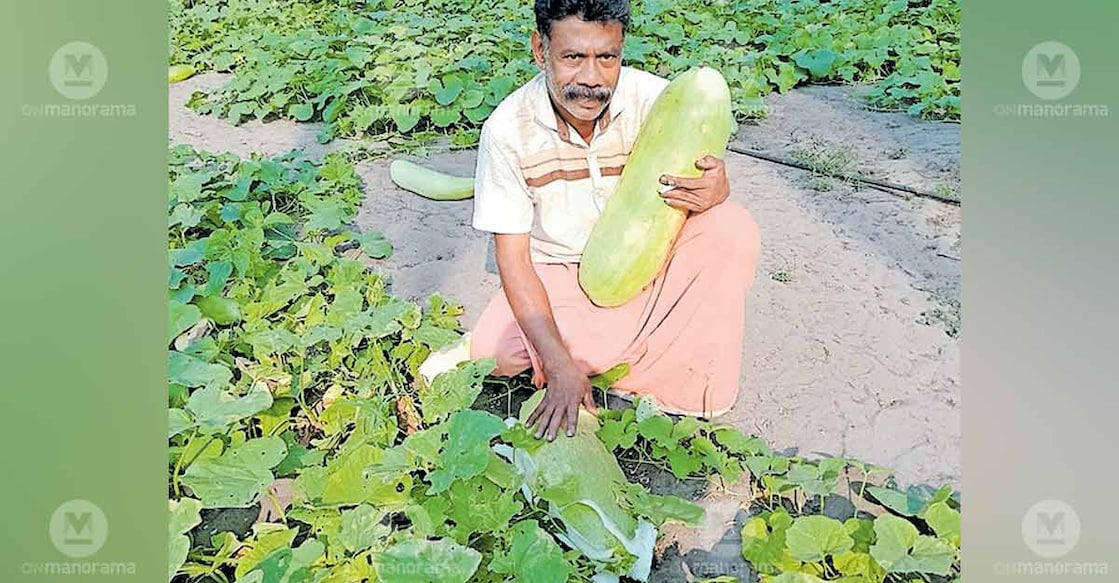 Farmer Polassery Sivadasan with freshly harvested blonde cucumber. Photo: Special arrangement