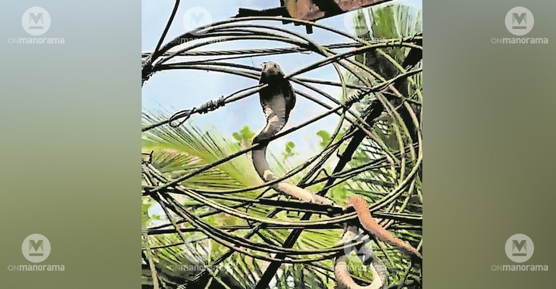 A cobra perched atop an electric pole in Konnamoodu, Pathanamthitta. Photo: Manorama