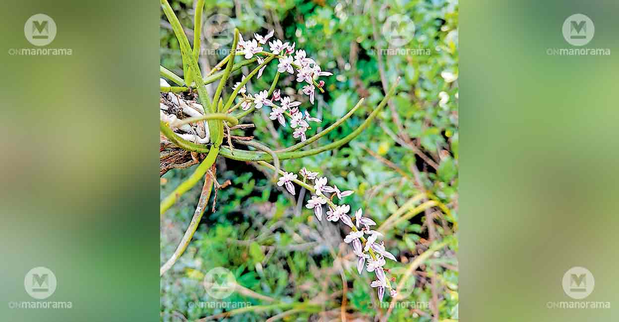 New orchid species discovered in Kanthalloor