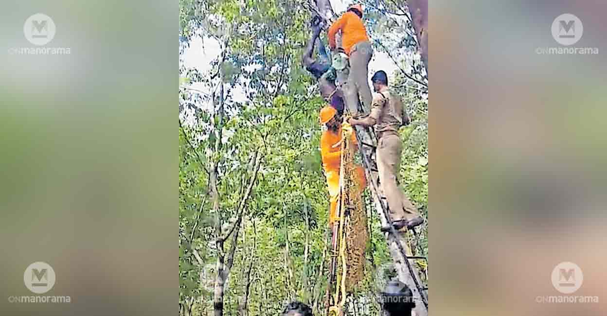 Fire Officials Rescue Man Trapped on Coconut Tree in Path...