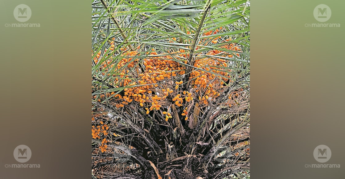 The date palm in the courtyard of Niyas at Pereparambil. Photo: Manorama