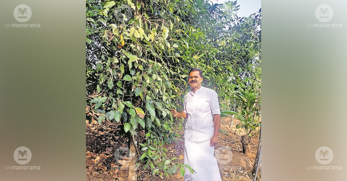 Sibin Varghese at his farm, Photo: Manorama