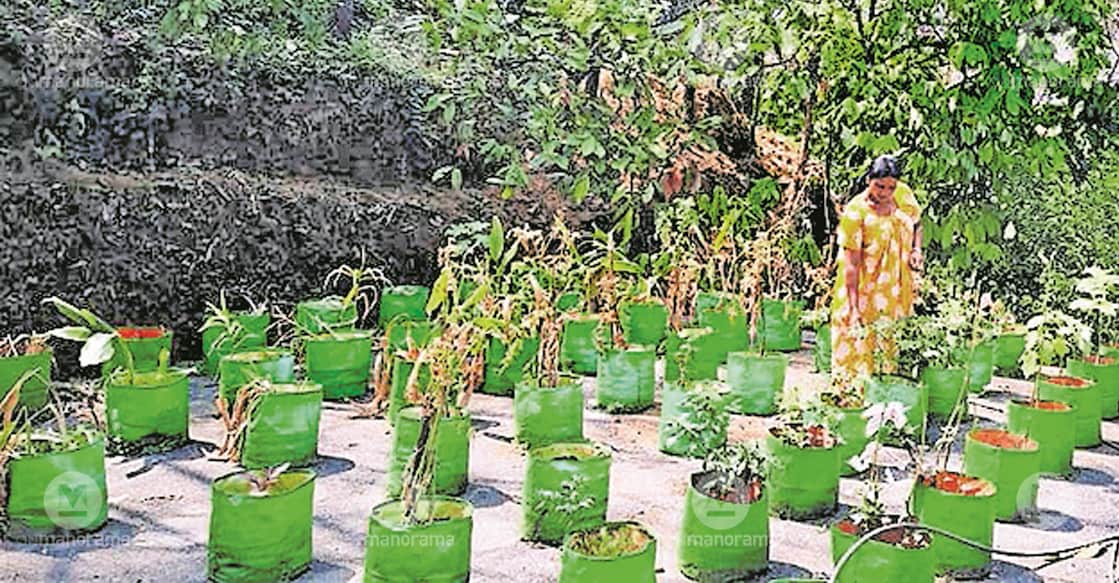 Sheeja at her terrace farm. Photo: Manorama