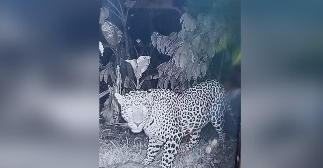 The problem leopard that spread terror in Arivayal near Sulthan Bathery, Wayanad. Photo: Special Arrangement