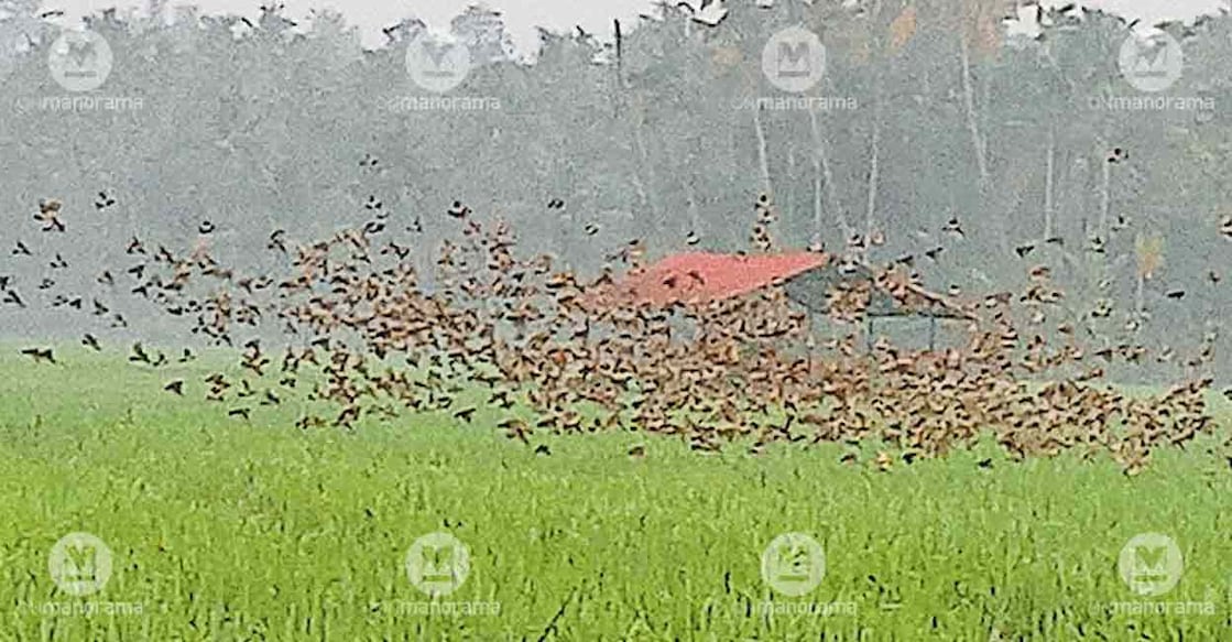 bird-attacks-paddy-field
