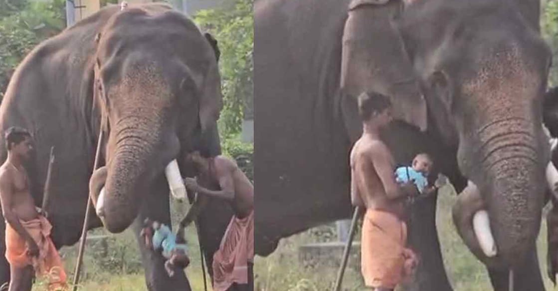 haripad elephant