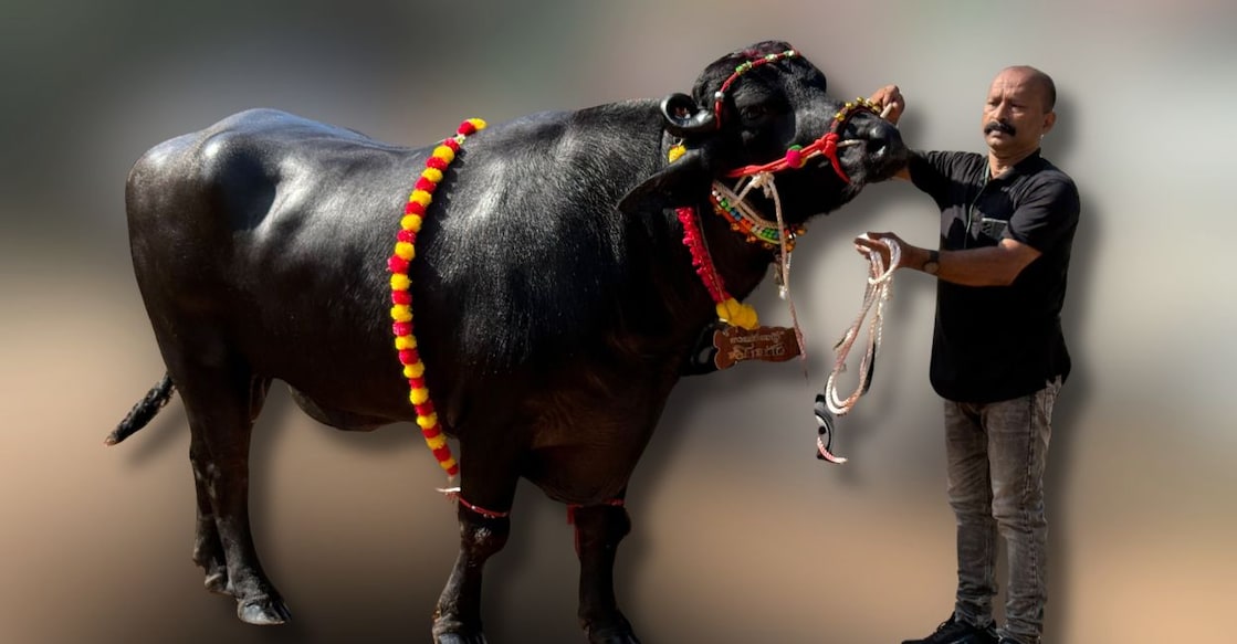 Vinod with Bheeman, a 4.5-year-old Murrah buffalo. Photo: Special Arrangement. 