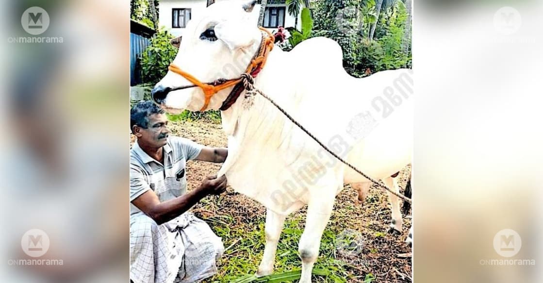 
The star calf at the Palazhi Cattle Exhibition, pictured with its owner, Azeez. Photo: Special Arrangement