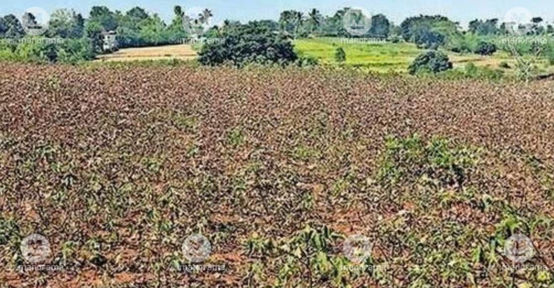 Anaswara Author Template  - Pulpally cotton cultivation