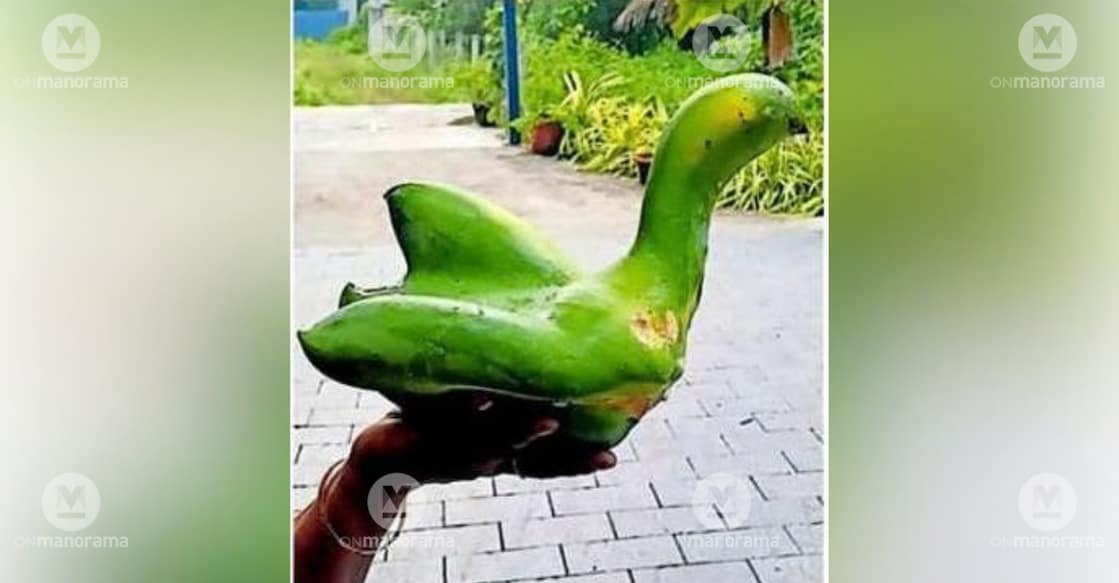 A papaya resembling a swan was discovered on a papaya tree at Nelson Chethi's residence in Mararikulam.Photo:Special Arrangement