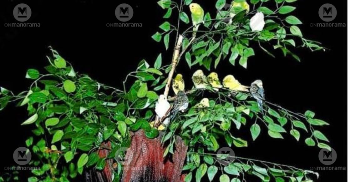 Birds perched on a tree within an artificial forest display at the Thiruvalla Pet Show.Photo:Special Arraangement