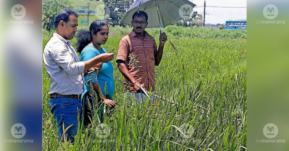 Officials from Pattambi Krishi Vigyan Kendra are inspecting paddy plants in fields where the second crop was cultivated, following the detection of bacterial presence. The image is from Mankaram paddy fields in Pattithara Panchayat. Photo: Special Arrangement