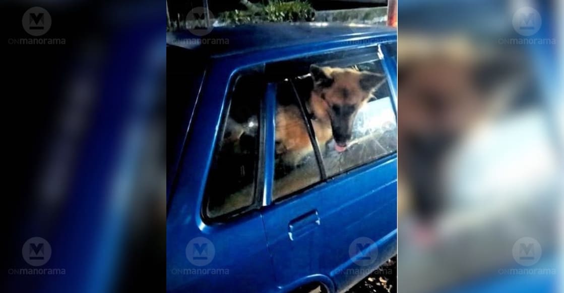 A housewife walking along the roadside with her family was bitten on the hand by a dog from inside a car in the cattle market area. Photo: Special Arrangement.