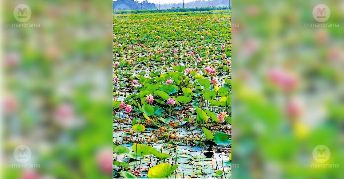 A private entrepreneur's lotus cultivation under the Madhurappuram Bridge. Photo: Special Arrangement.