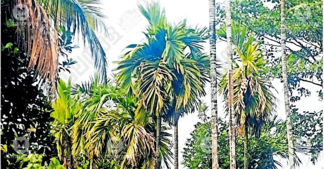 Arecanut palms in the hilly region afflicted by leaf spot disease. Photo: Special arrangement