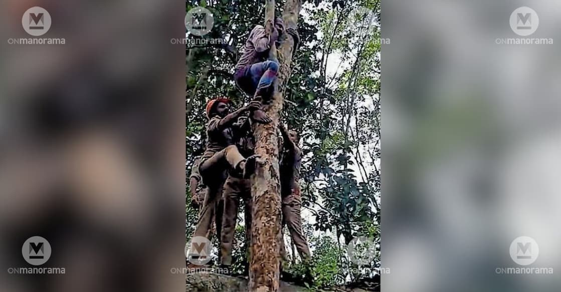 Fire and Rescue Service personnel bringing down Radhakrishnan, who got stuck in a tree he climbed to escape a wild boar attack. Photo: Special arrangement