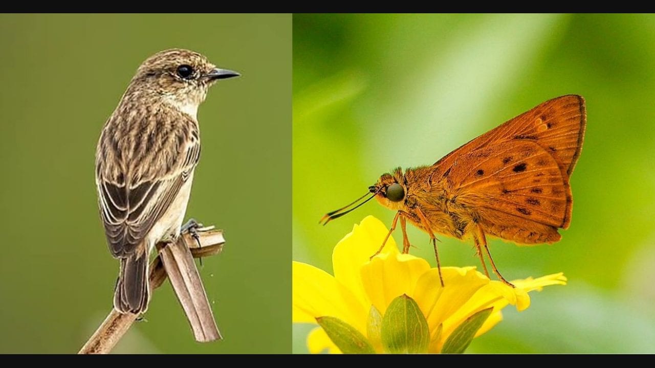 Peechi wildlife survey records 395 species, adds 36 to list | Kerala News in English | Onmanorama