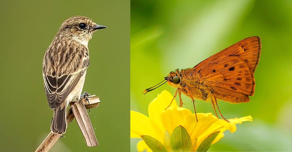 Siberian Stonechat (Left) and Orange-spotted Ace. Photos: Special Arrangement. 