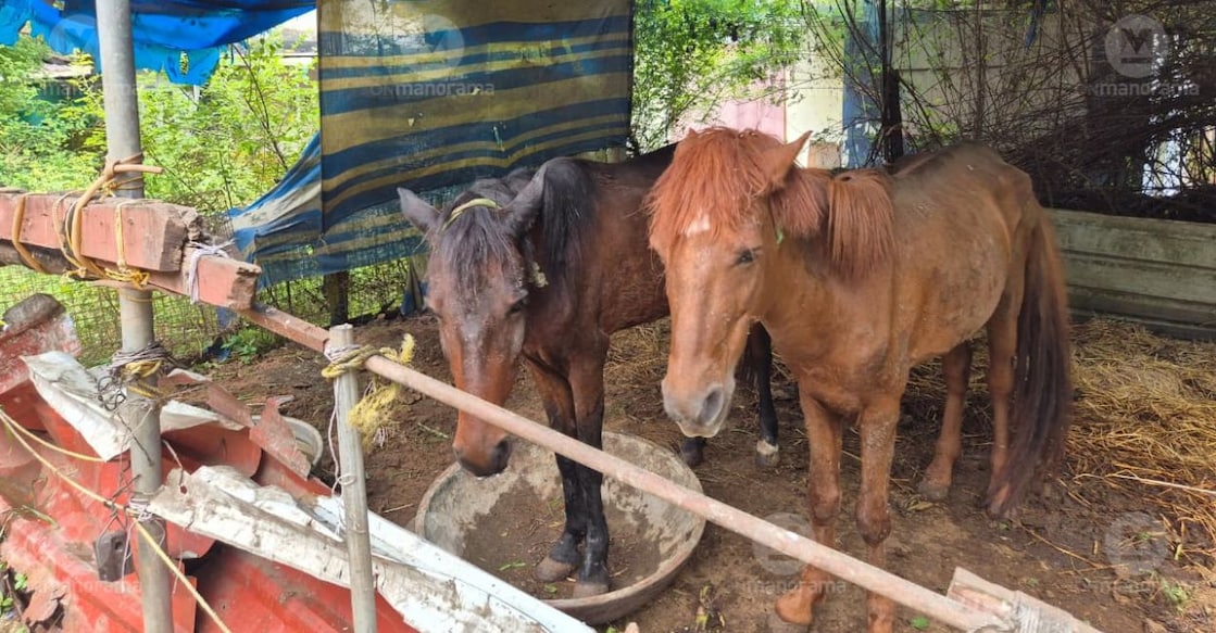 The horses were left without regular feeding and adequate care after their owner, Shimjith, was arrested and remanded in connection with an alleged attempt to murder his neighbour. Photo: Onmanorama.