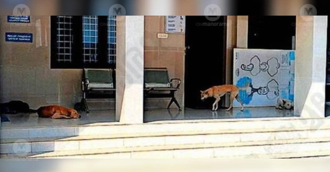 Stray dogs take over the Perinjanam Community Health Centre. photo: special arrangement 