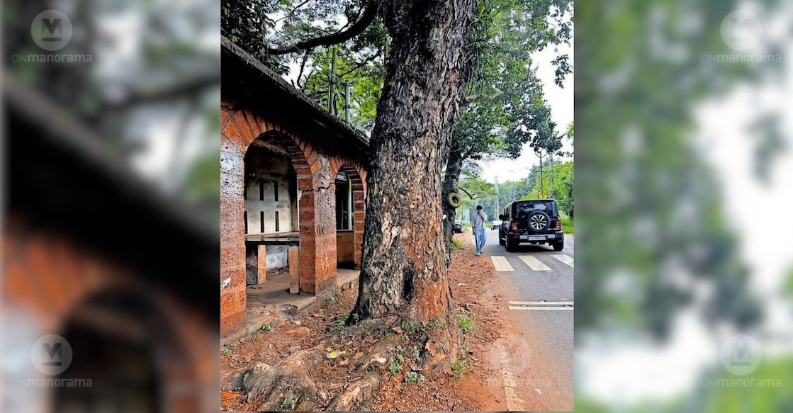 A hazardous tree near the Kiyalpadi bus stop in Malappuram. photo: special arrangement