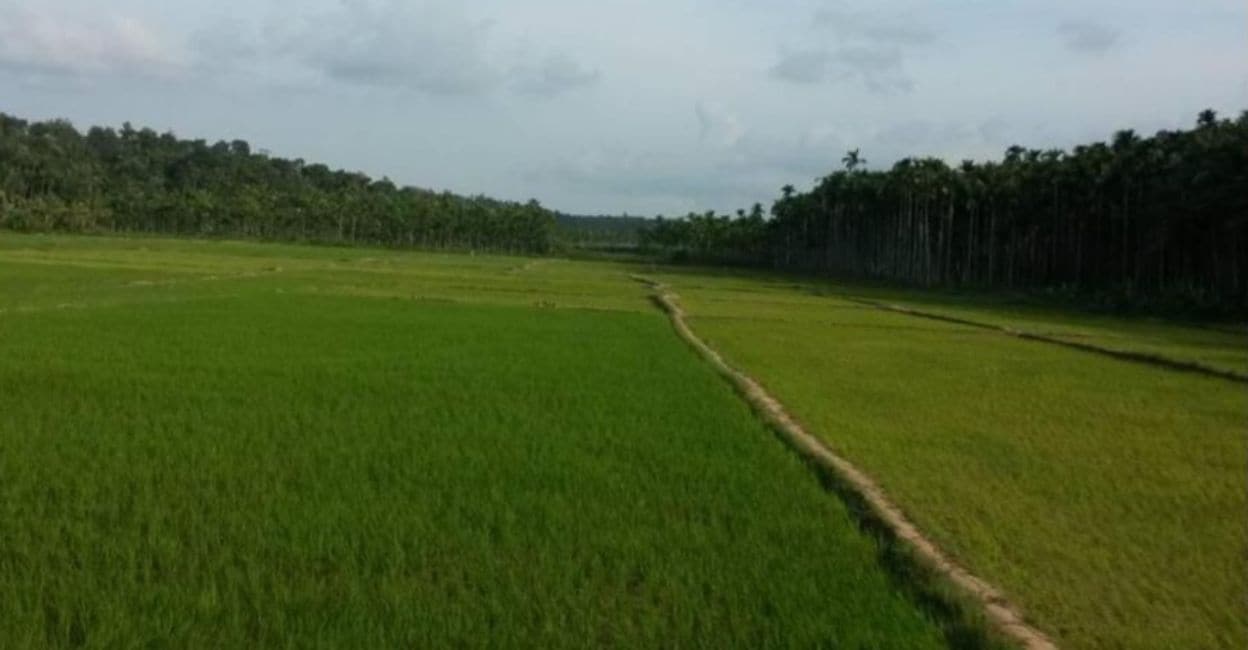 The Wayanad Prakrithi Samrakshana Samithy urged Kerala to abandon the Cheekkallur airstrip project, warning it would destroy vital paddy fields,
