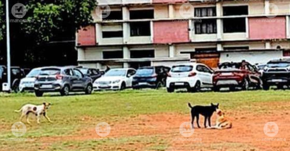 Stray dog menace at the Collectorate Parade Ground. Photo: Special Arrangement