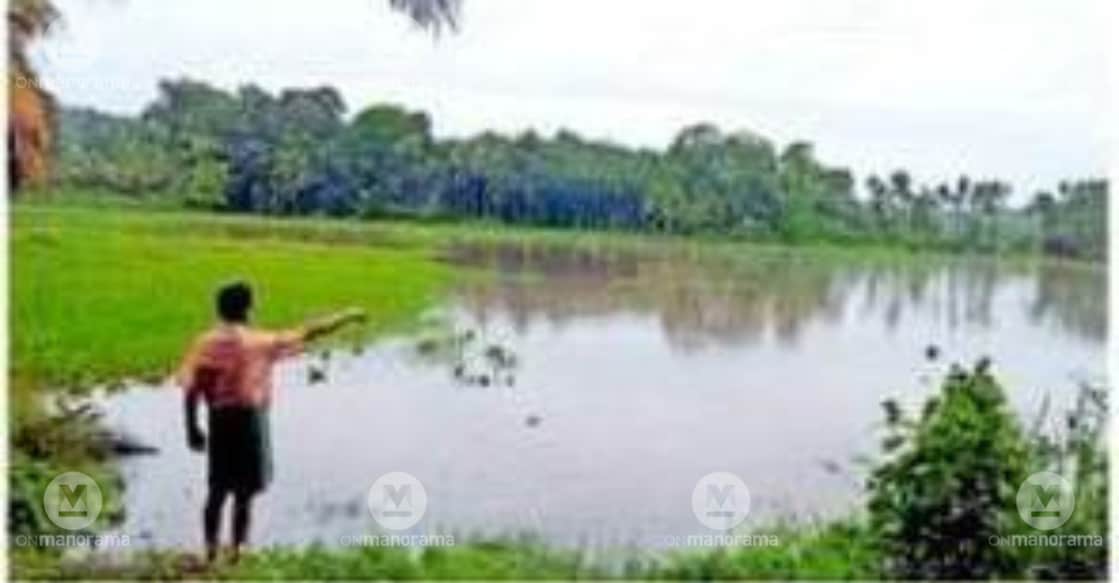 Author template- ANASWARA  - idathatta-paddy fields